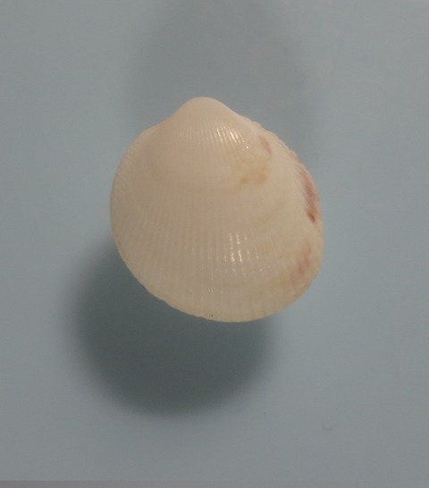 ８７．Acrosterigma dianthinum