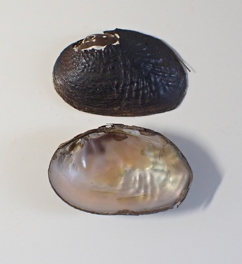 ２２８　マツカサガイ(東海固有種)