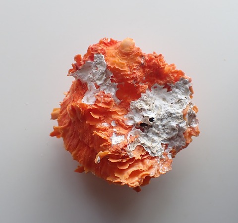 ２８１．ハデダンドクメンガイ２