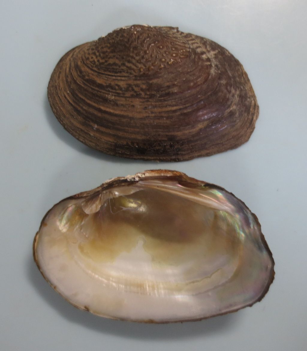 ニセマツカサガイ 図鑑を作る 二枚貝編