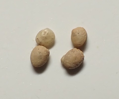 １９５　コハギガイ