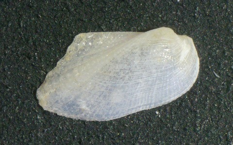 １８６．ウスクマサカヤドリ