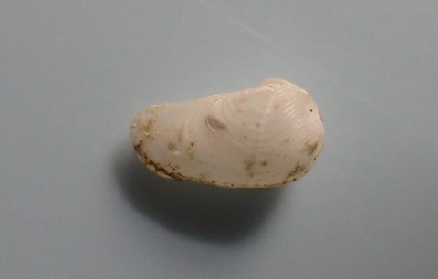 １５６．ヨワカモメガイモドキ２