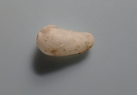 １５６．ヨワカモメガイモドキ