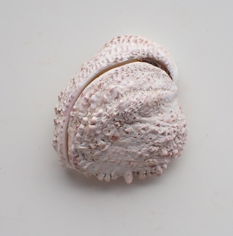 ２５０．Chama limbula 3