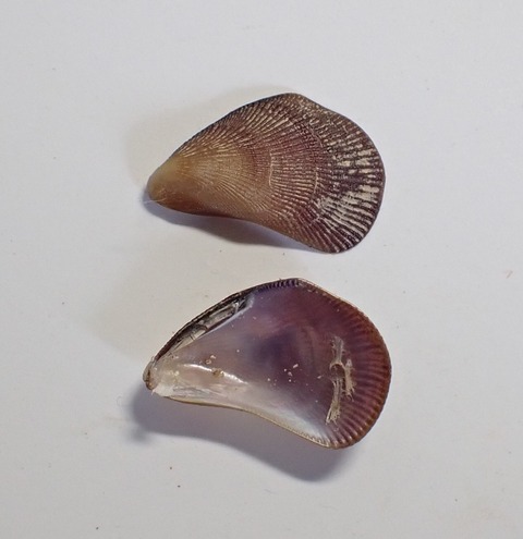 ２５９、ハバヒロヒバリガイモドキ