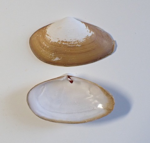 ２４４　Coecella horsfieldii