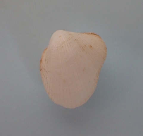 １６５．ウスオトヒメゴコロ