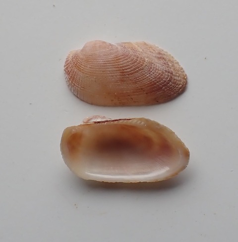 135.ウスベニエガイ