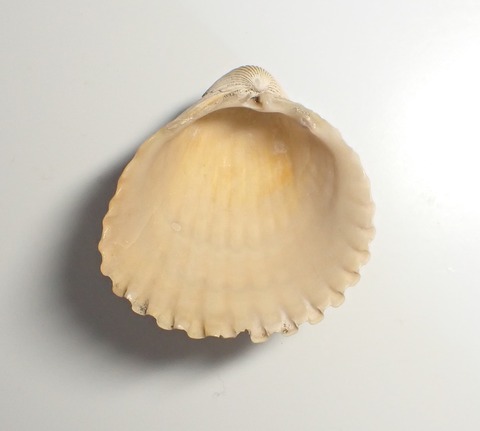 ８９９．ブラウンスイシカゲガイ２