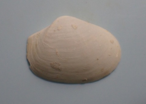 161.Cyathodonta sp