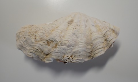 １９８．トガリシラナミ