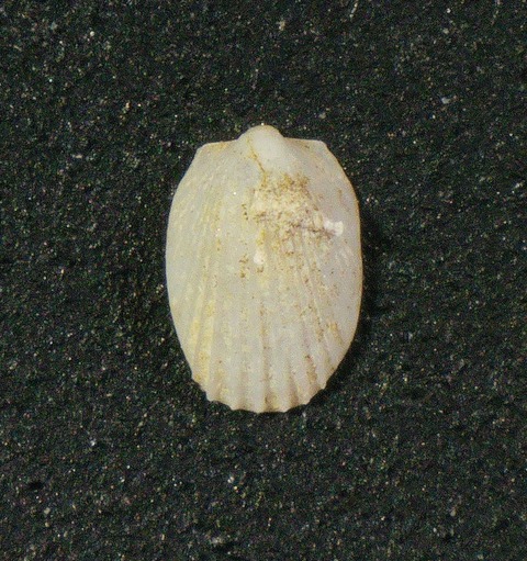 ５０．キンジョウユキバネ