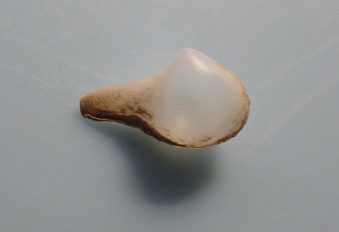 １７９．Cuspidaria vicdani