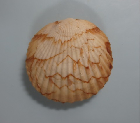 ２３．Tucetona pectunculus