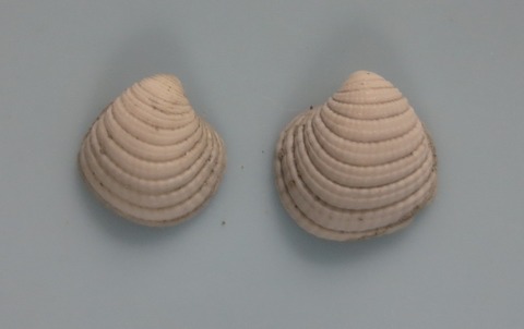 ５６．Bellucina okinawaensis