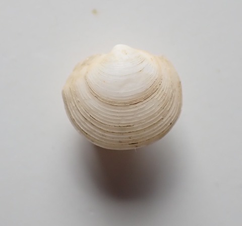 ６４２．マルツキガイモドキ