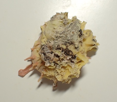 ２４９．Spondylus deforgesi 2