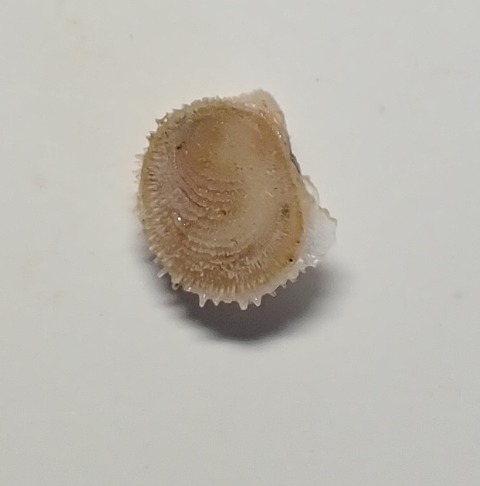 ２５８．Chama comedusae