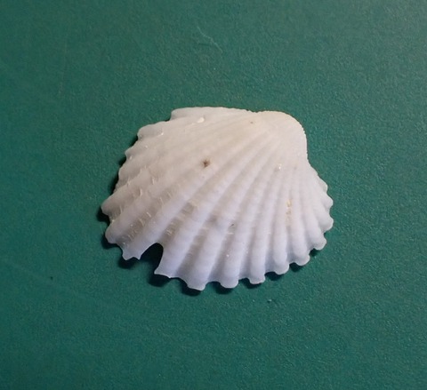 ２７８．マダラフミガイ