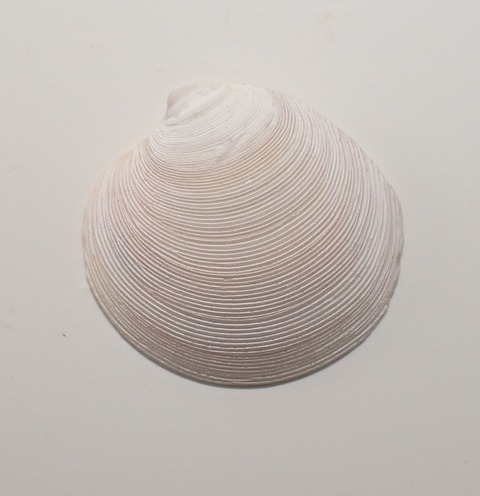 １３１９．アツカガミ