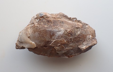 １１９４．スケンクガイ１