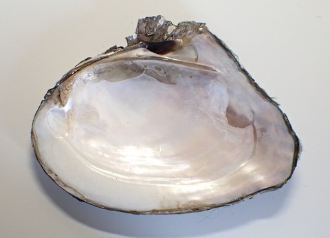 ２３０　改良母貝２