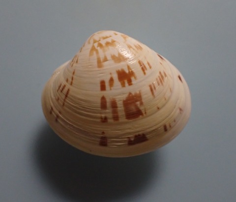 １４１．キザミムラクモハマグリ