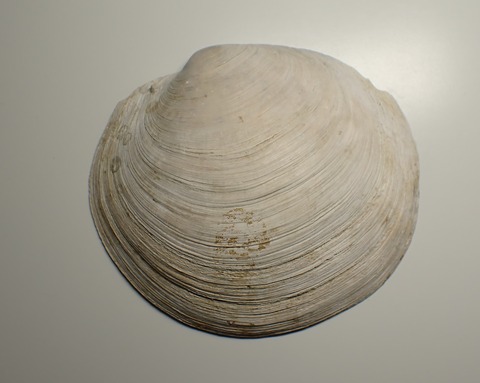 １９６．Meganodontia acetobulum