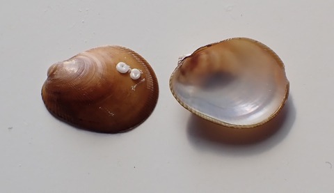 ２５１．コキザミガイ