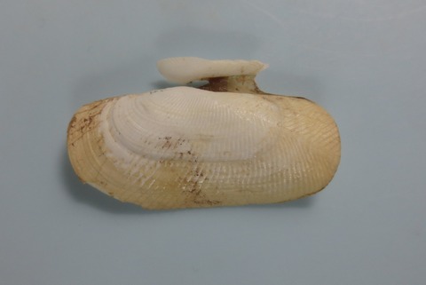 １２６．Solecurtus sp