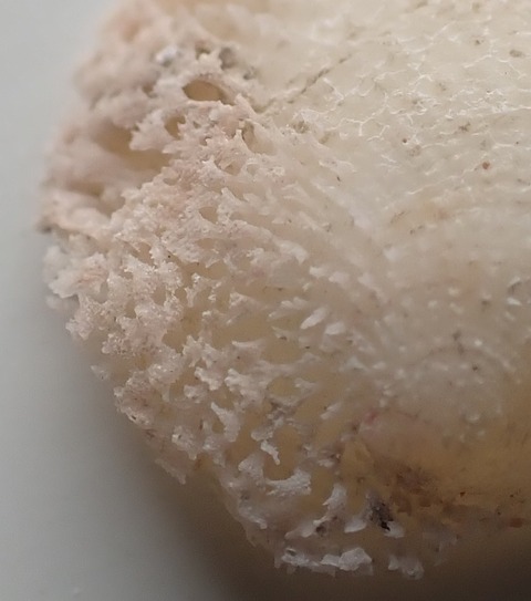 ２７５．Chama sp2