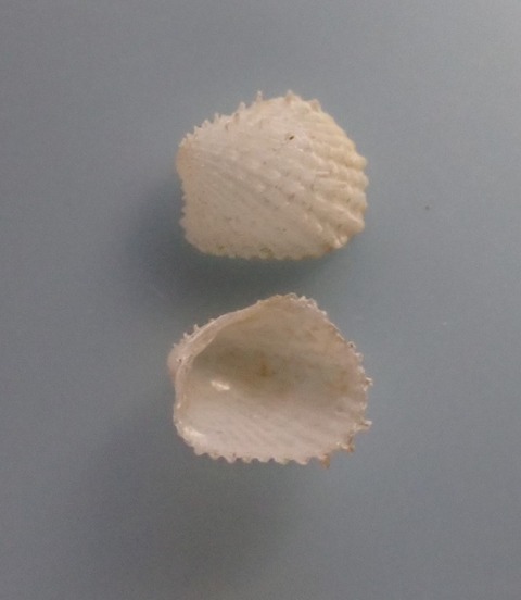 １８７　イガトマヤガイ