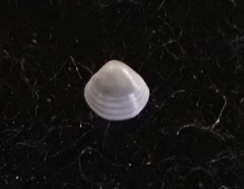 １８８．マルケシハマグリ