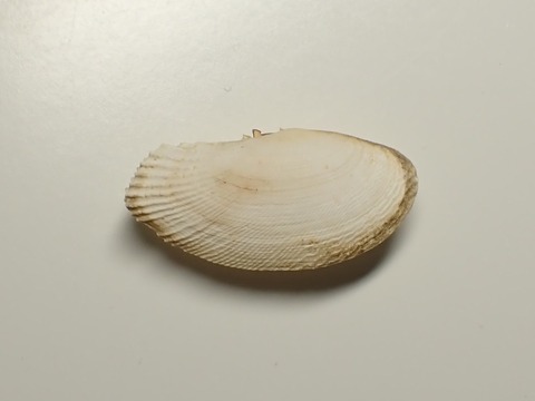 ２０６．マサメヨシガイ