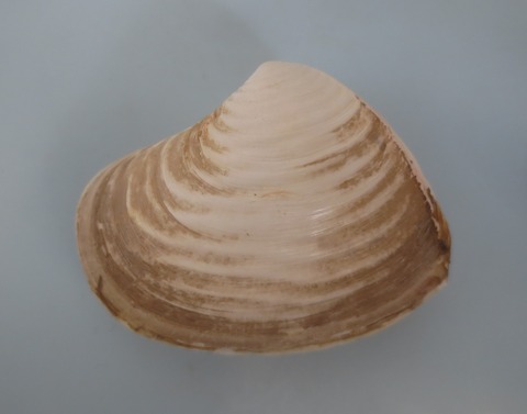 １０１．インドヤチョヨノハナガイ