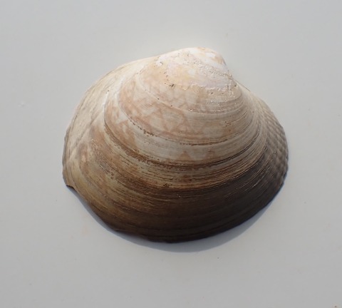 285.アリソトリガイ