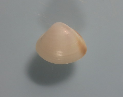 ９９．オトメタママキ