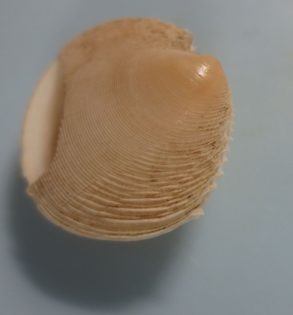 19年01月 図鑑を作る 二枚貝編 19年01月 図鑑を作る 二枚貝編