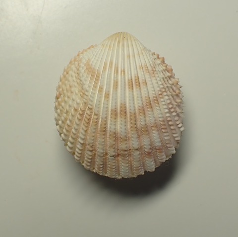 ２０２．ハナヤカザルガイ２（フィリピン産）