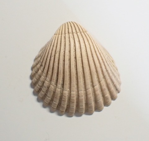 ８９９．ブラウンスイシカゲガイ