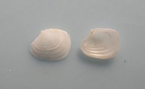 １８０．チビモシオガイ