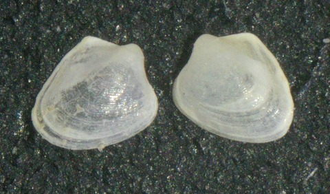 ２５．キンジョウシラスナガイモドキ