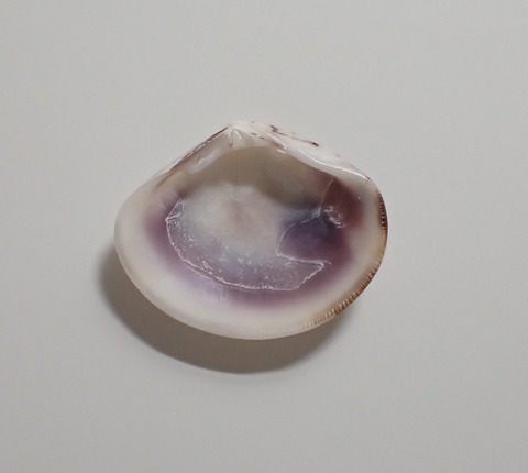 １９２　イソワスレ２