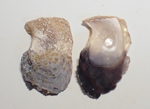 ２６０．キズカズアオリ