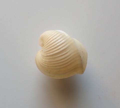 ２６７．Meiocardia globosa1