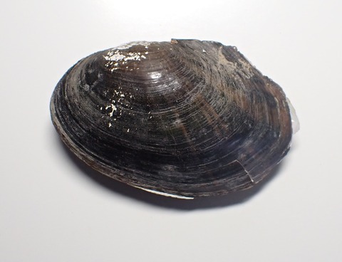 ２２２Sinanodonta cf woodiana