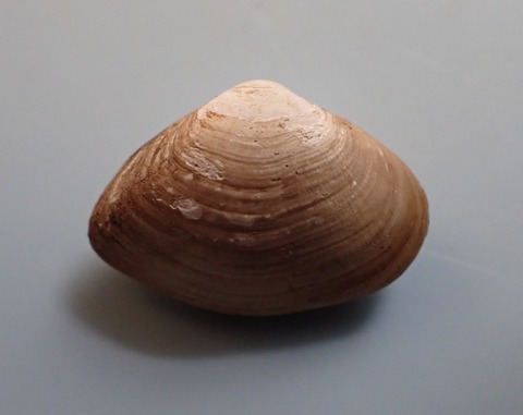 153.ヒラタヌマコダキガイ2