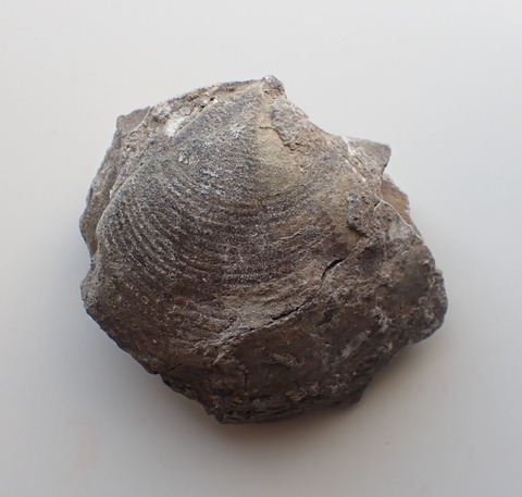 １３３４．カネハラカガミ