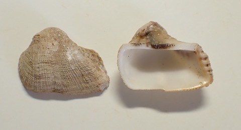 ２６１．ククリネジアサリ１